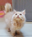 Urgent traditional persian female kitten sell